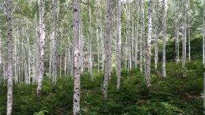 факти про березу