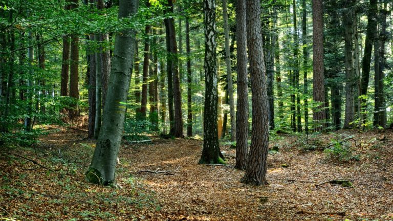 Дрібні шкідники, але великі проблеми. Короїди