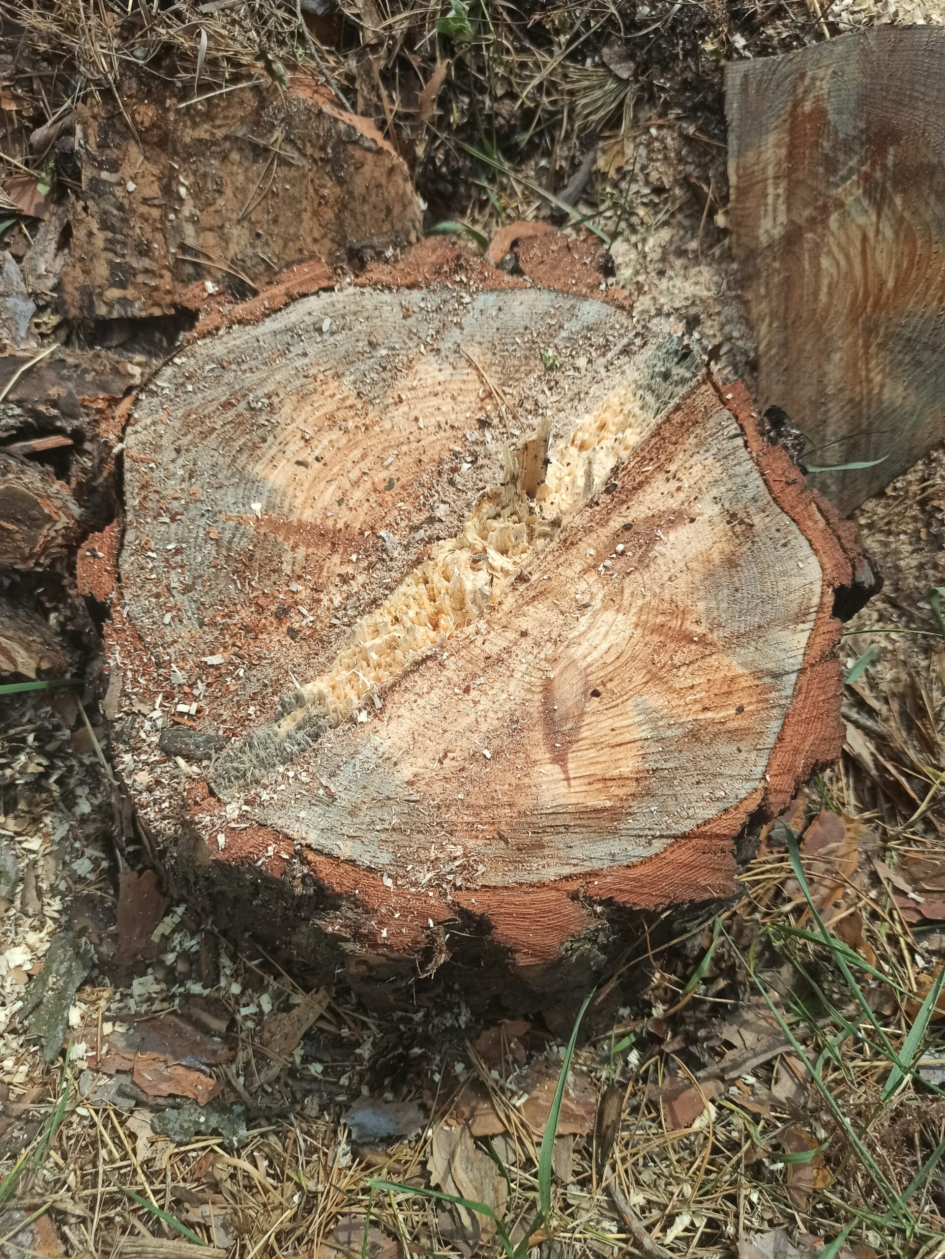 Pine ophiostomosis
