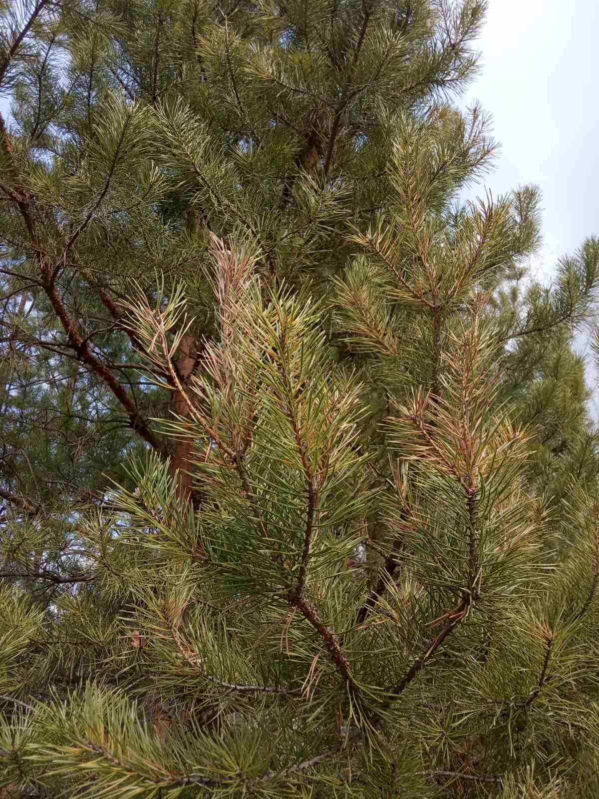 Pine fusarium