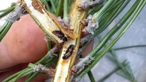 The top bark beetle (Latin Ips acuminatus)