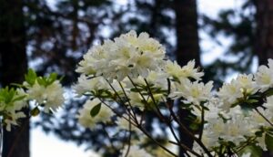 white-azaleas