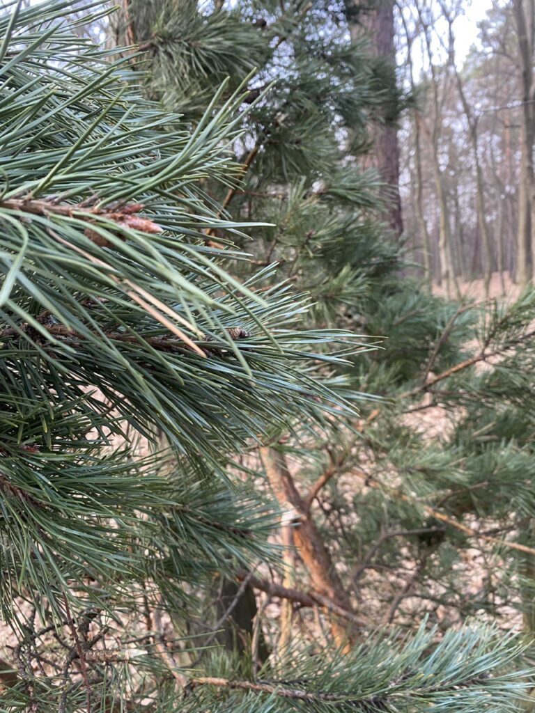 Consequences of the pine trunk nematode