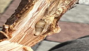 Consequences of the rainbow cypress moth