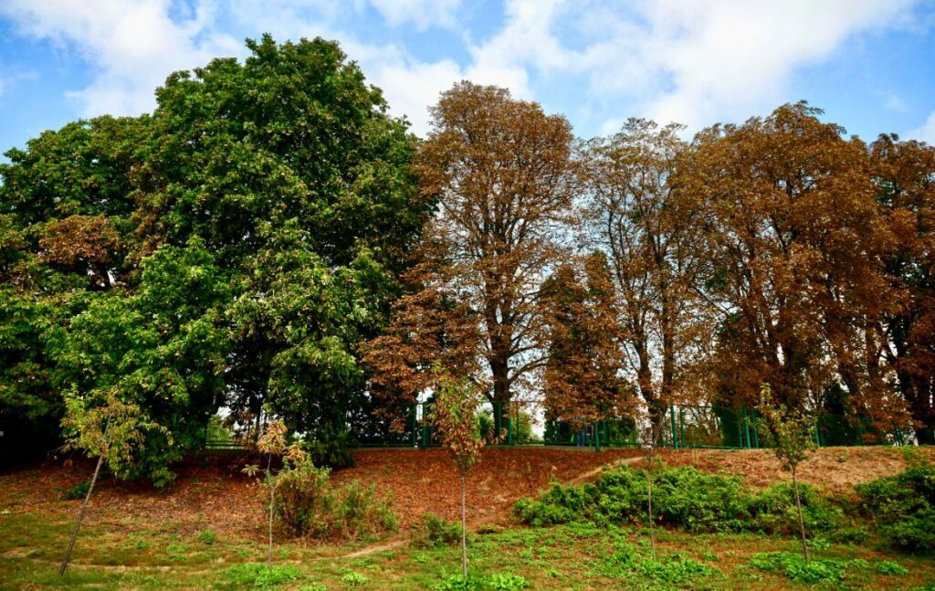 Photo by Syngenta.