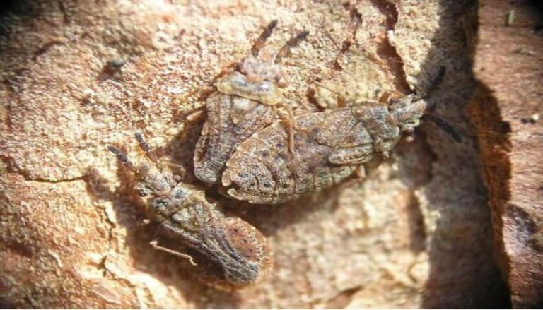 Подкоркорный  сосновый клоп Aradus cinnamomeus. Что делать?
