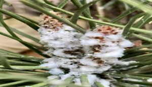 Pineus Pini Фото с сайта ©inaturalist