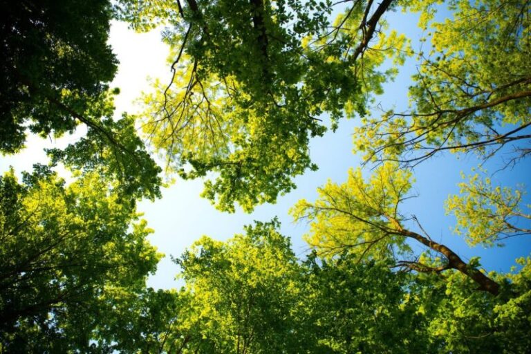 Неінфекційні хвороби дерев і чагарників