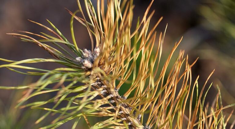 Dothistroma septosporum: загроза соснам