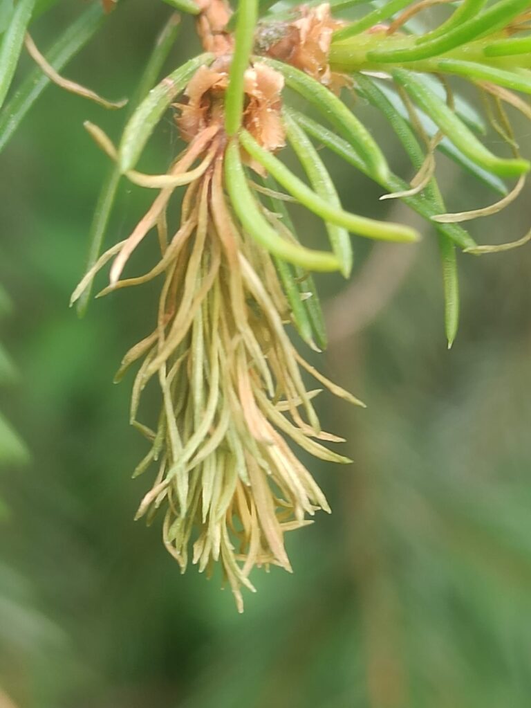 В’янення молодих пагонів ялини (Sirococcus)