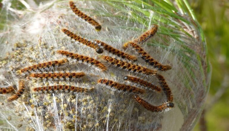 Сосновий шовкопряд Dendrolimus pini. Цікаві факти
