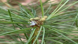 Pineus pini Світлина із сайту ©inaturalist