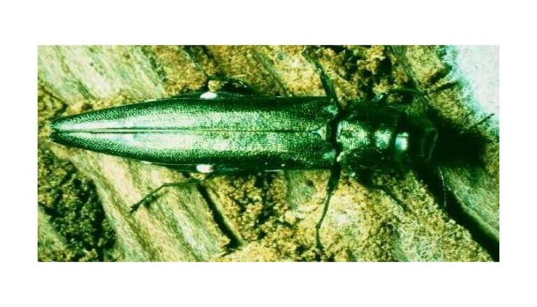 Ясенева златка Agrilus planipennis Fairmaire – загроза для листяних дерев